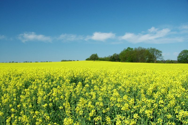 Figure 1: Fuel of the Future? A field of Oilseed Rape