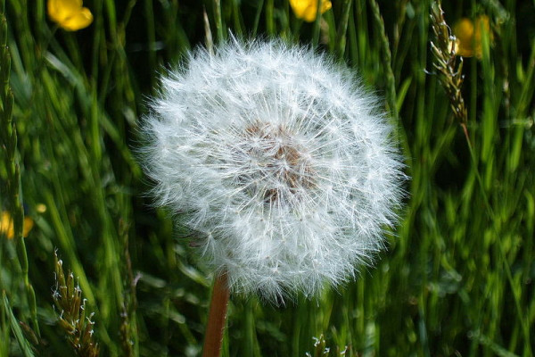 Dandelion clock (Taraxacum officinale)