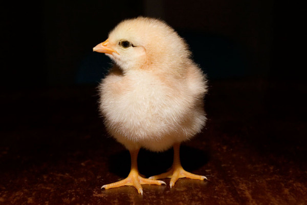One day old Chick