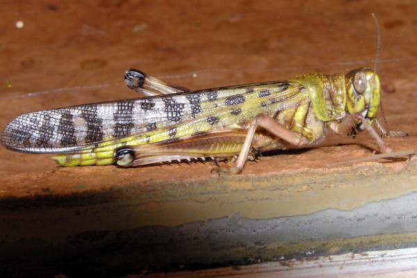 A Desert Locust