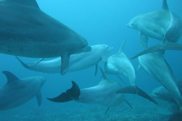 Bottlenose dolphins