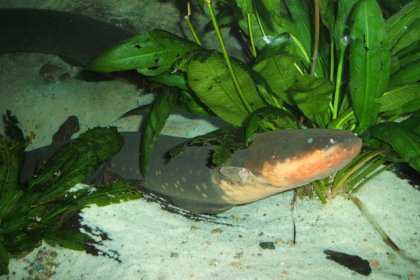 Electric eel (Electrophorus electricus) Taken at the New England Aquarium