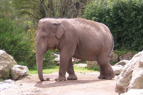 Asian Elephant