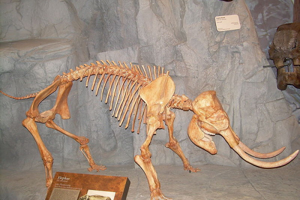 Photograph of a fossil cast of a pygmy species of Elephas skeleton taken at the North American Museum of Ancient Life.