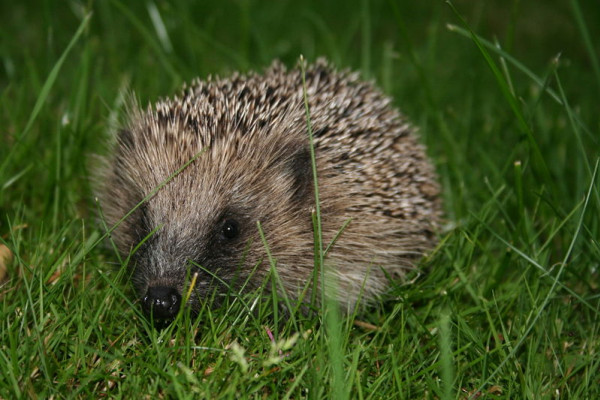 European hedgehog, Erinaceus europaeus