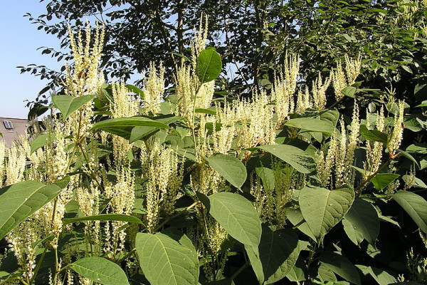 Japanese knot weed - Fallopia japonica