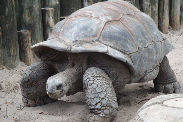 Galápagos Giant Tortoise