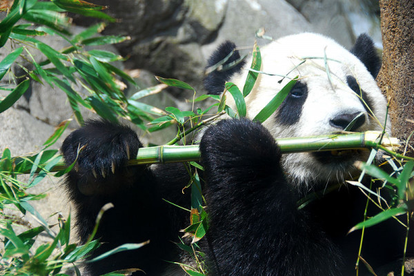 Giant Panda