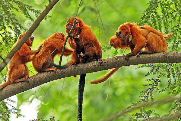 A family of Golden Lion Tamarins