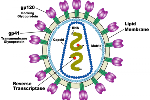 Diagram of the HIV / AIDS virus