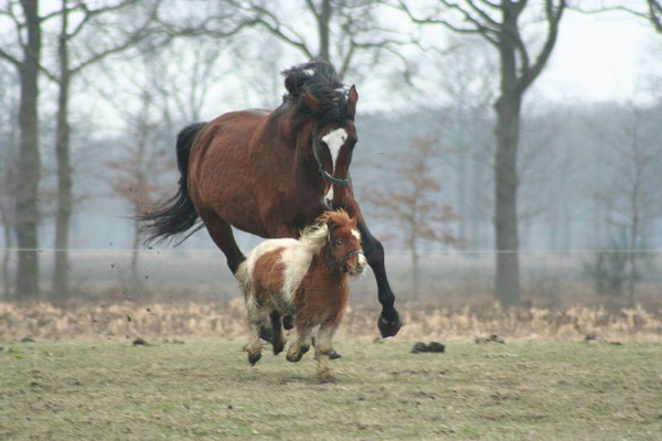 Large and miniature domestic horses