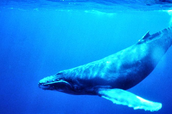 A humpback whale