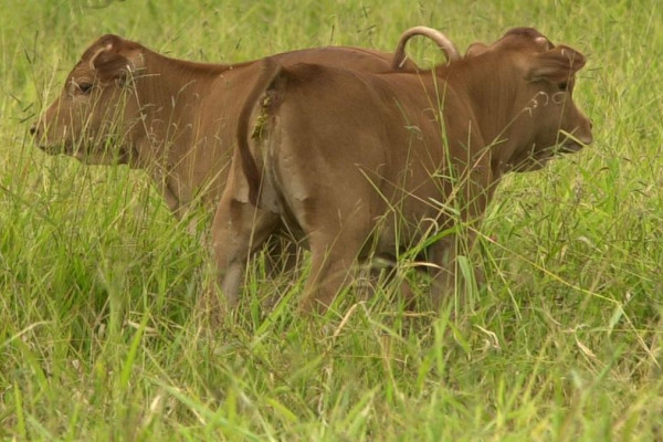 Two clones of the Brazilian Junqueira cow created by Embrapa