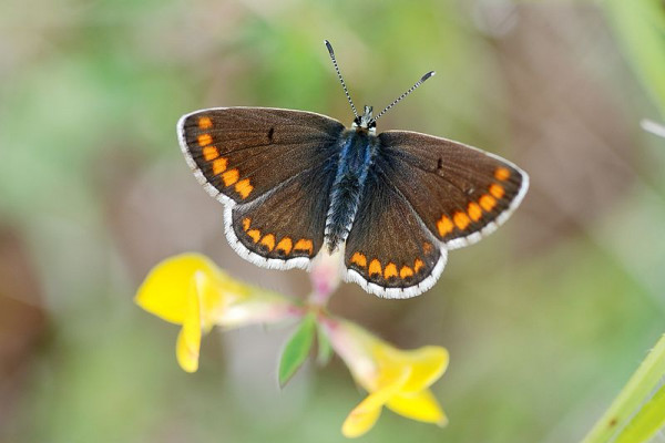 Brown Argus butterfly