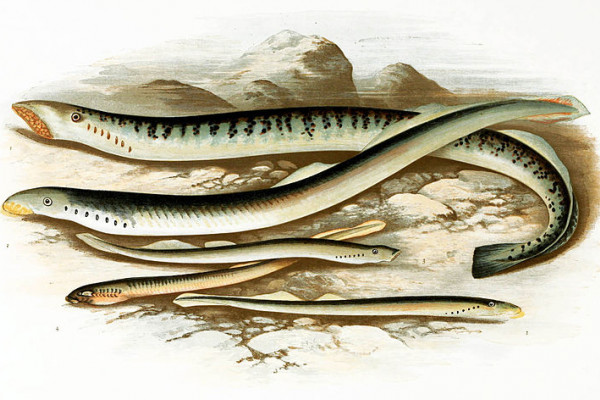 Lampreys