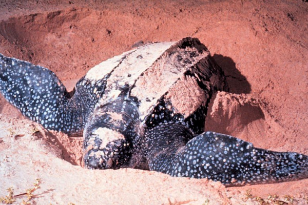 Adult Dermochelys coriacea, Leatherback Sea Turtle