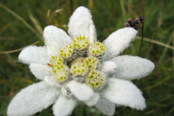 Leontopodium alpinum or edelweiss in the eastern Alps, on the Raxalpe, a mountain in Lower Austria, approx. 1600 m above sea level.