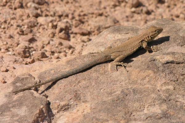 A Lizard Sunning itself on a rock