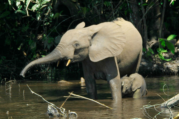 Forest elephants (Loxodonta cyclotis) in the swamp Mbeli Bai, Nouabalé-Ndoki National Park, Congo