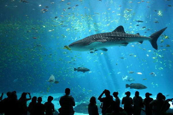 The Georgia Aquarium, USA