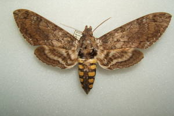 Tobacco Hornworm Moth - Manduca sexta - adult female taken by Shawn Hanrahan at the Texas A&M University Insect Collection in College Station, Texas.