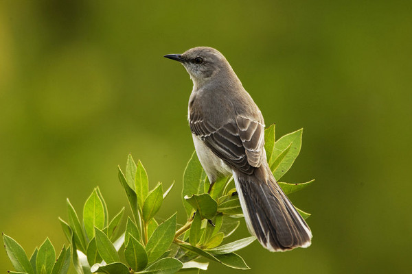 Northern mockingbird (Mimus polyglottos)