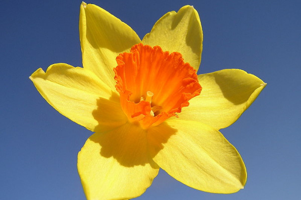 A narcissus