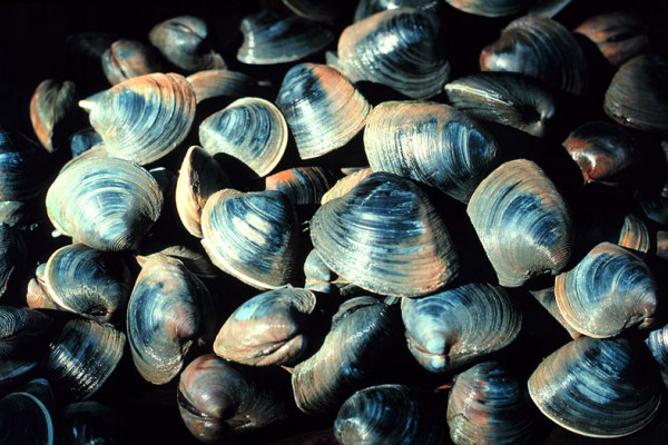 The Northern quahog, Mercenaria mercenaria trives in the muddy sands of estuaries. Vicinity of Georgetown, South Carolina.