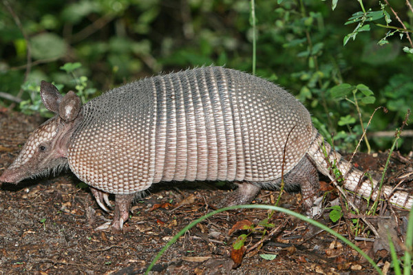 A Nine-banded Armadillo in the Green Swamp, central Florida.