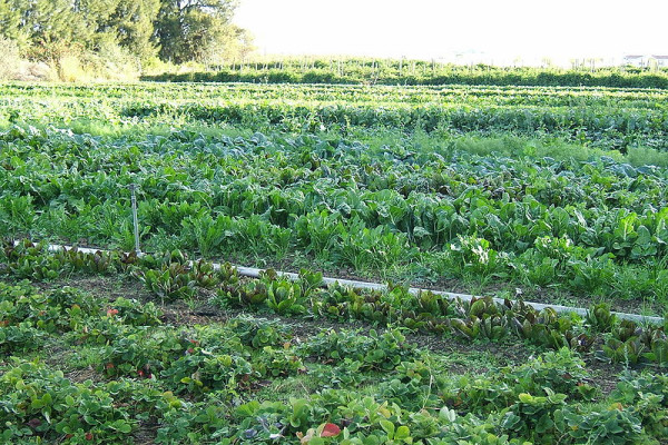 Organic cultivation of mixed vegetables on an organic farm in Capay, California.