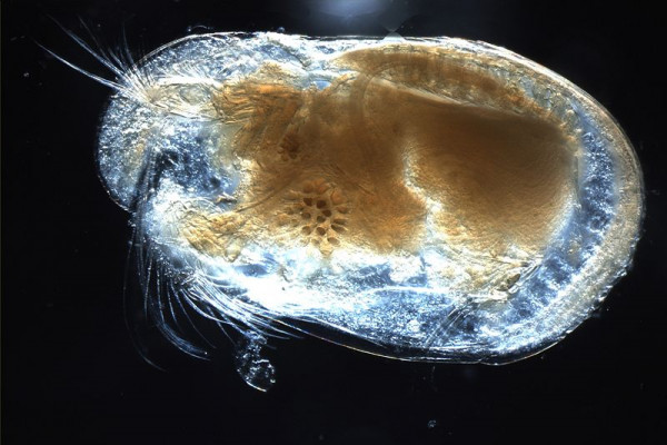 Ostracods, or ostracodes, are a class of the Crustacea (class Ostracoda), sometimes known as seed shrimp.