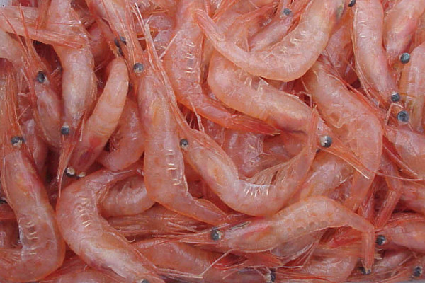 A heap of Pandalus borealis shrimp.