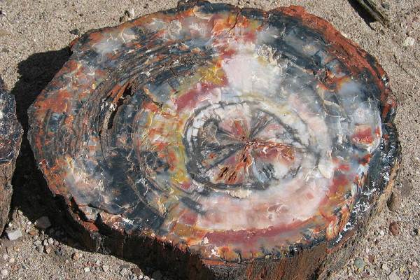 Petrified tree in Petrified Forest National Park, USA.