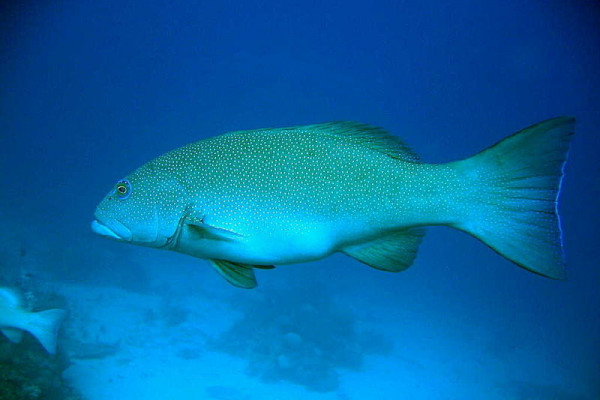 A coral trout