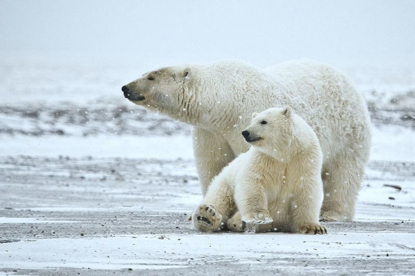 A polar bear