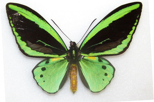 Common green birdwing butterfly