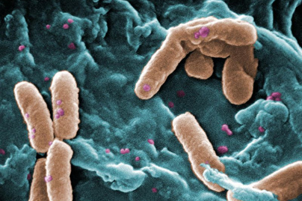 Pseudomonas bacteria