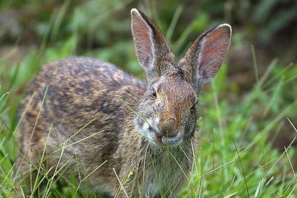 A rabbit