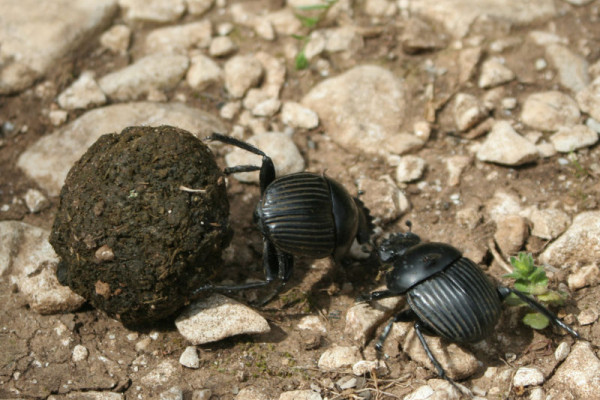 Dung Beetle - Scarabaeus laticollis