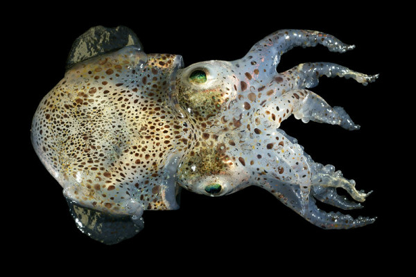 An Atlantic Bobtail from the Westdiep, Belgian continental shelf