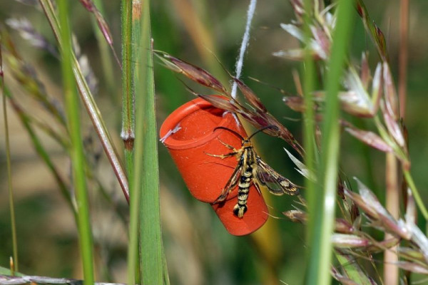 Sesiidae, Chamaesphecia empiformis (det. Andreas Lange) on pheromone trap