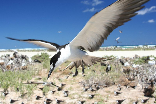 Sooty Tern Onychoprion fuscatus (syn. Sterna fuscata) flying in colony on Tern Island, French Frigate Shoals