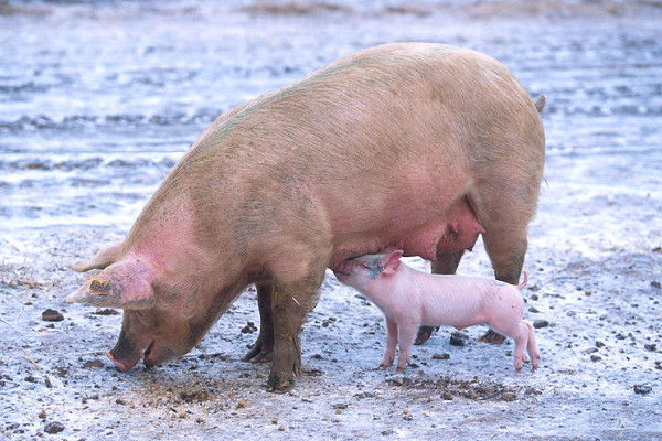 Sow with piglet