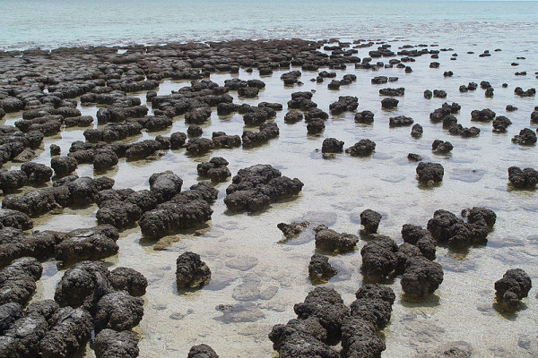 Modern stromatolites in Hamelin Pool Nature Reserve, Shark Bay, Western Australia