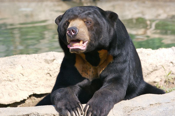 Sun Bear in captivity at the Columbus Zoo, Powell Ohio