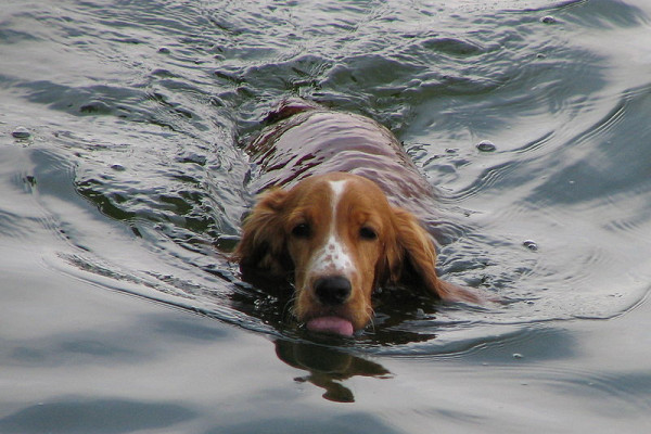 Swimming dog