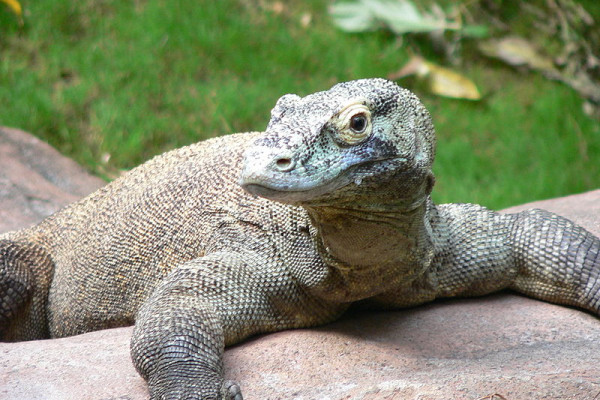Varanus komodoensis - Komodo Dragon