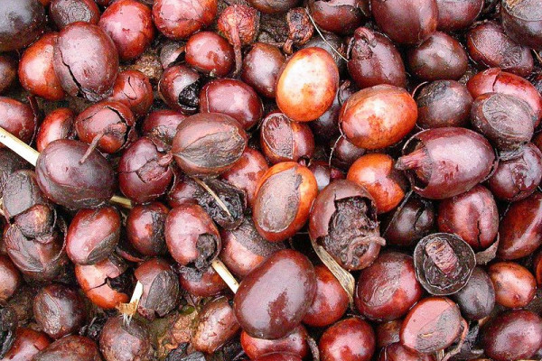 Seed of Vitellaria paradoxa, the Shea tree