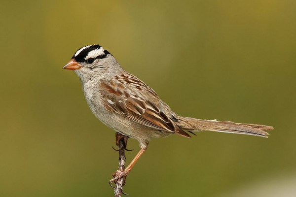 A white-crowned sparrow