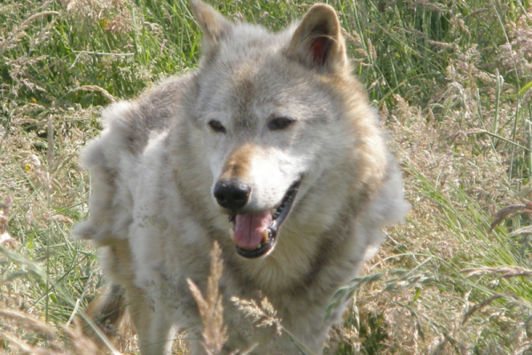 Kodiak, a 13-year-old captive North American wolf at the UK Wolf Conservation Trust in Berkshire, England.